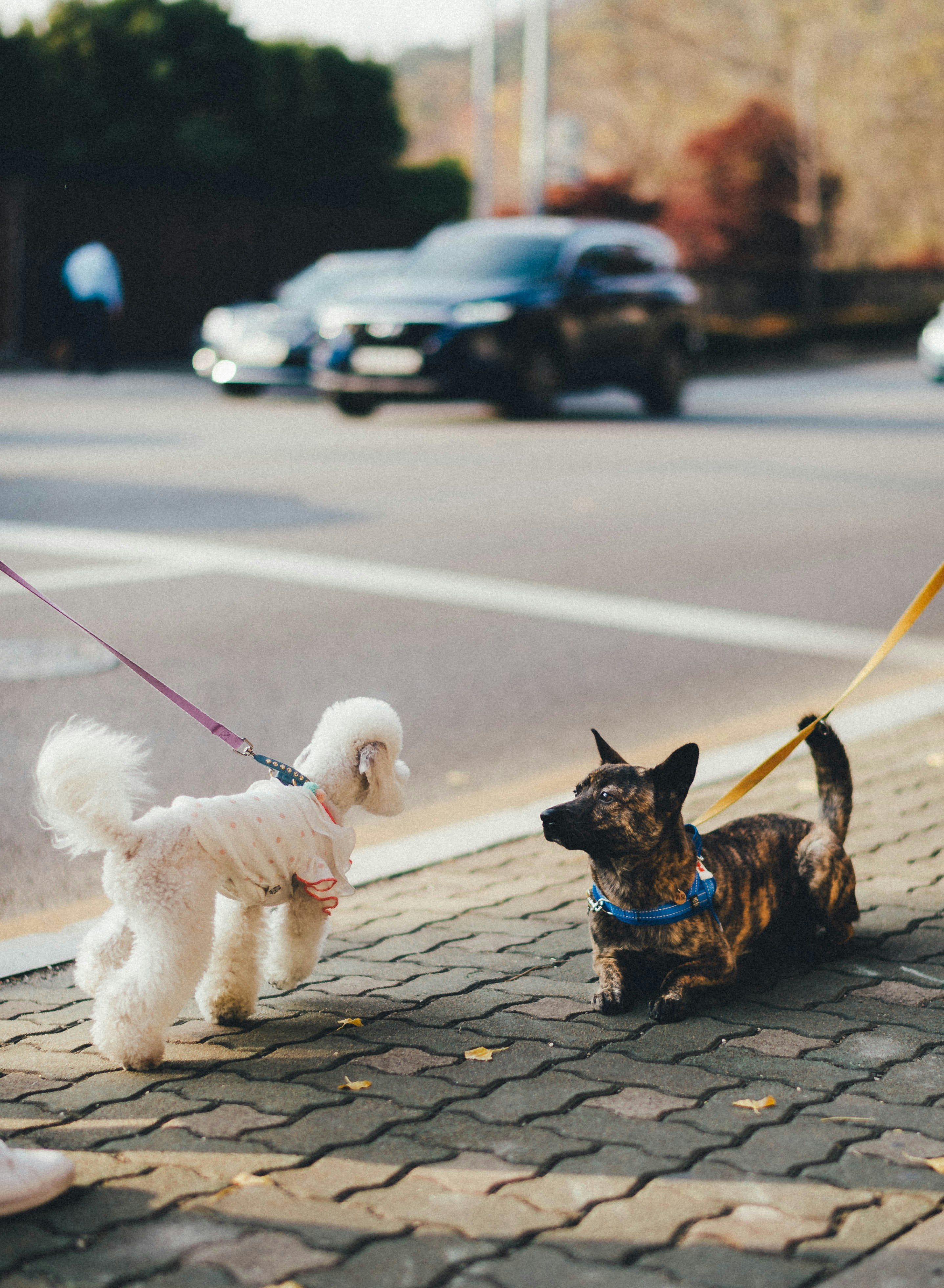 Passeio ao ar livre com dog walker e cachorro alegre